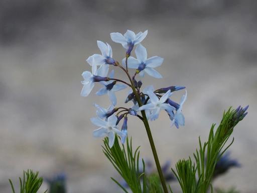 Multiple shades of blue in back of the flowers