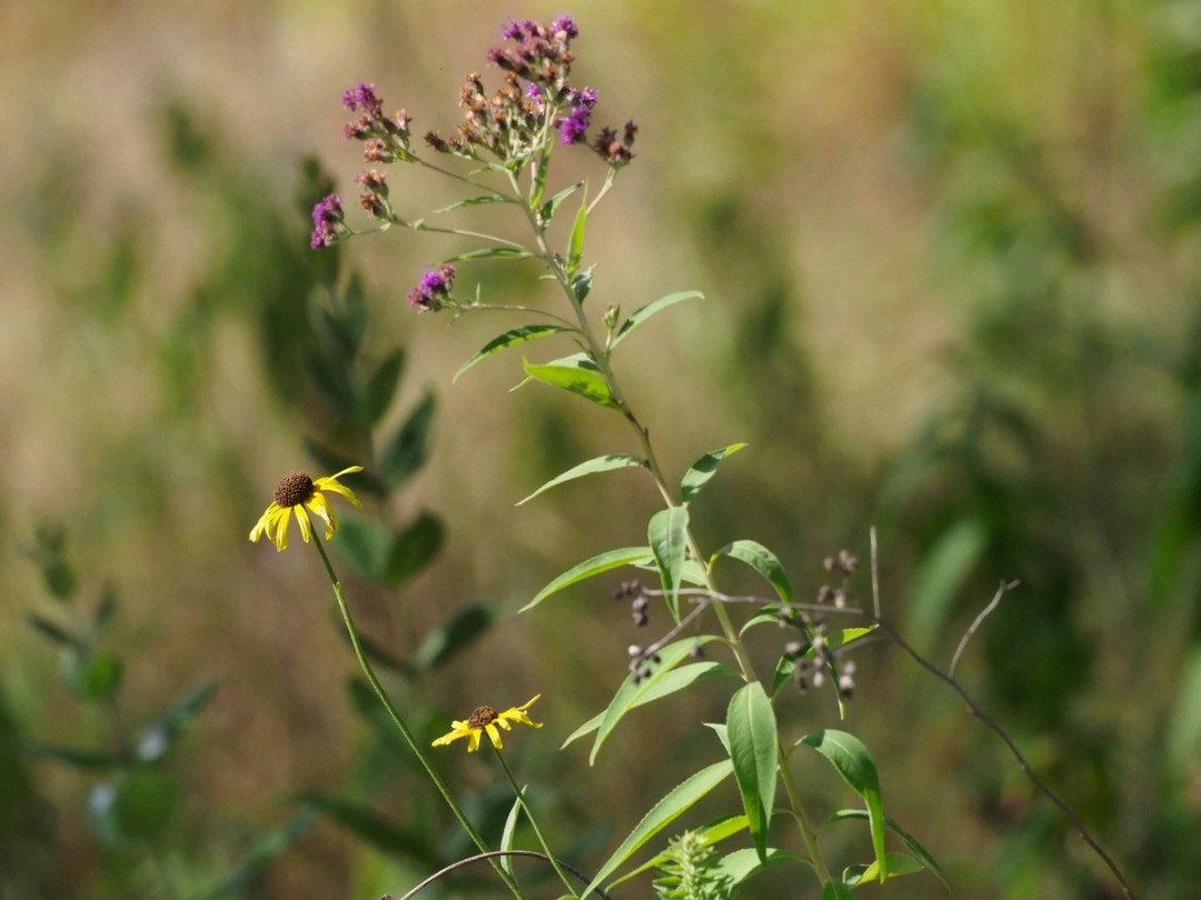 with Vernonia baldwinii