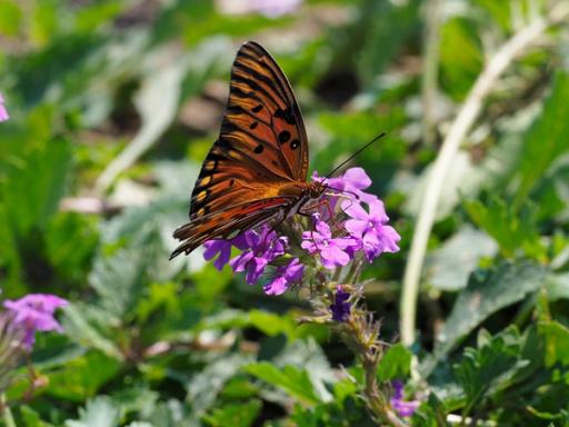 Gulf fritilary