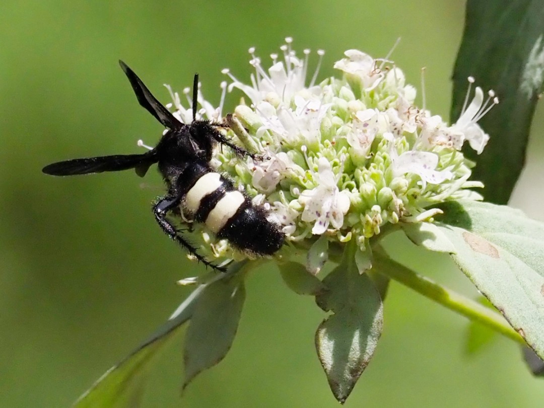 Double banded Scoliid wasp