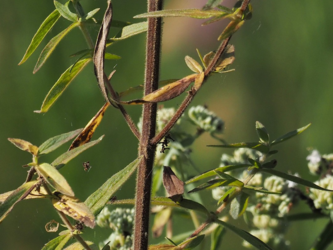 Reddish stem in late summer