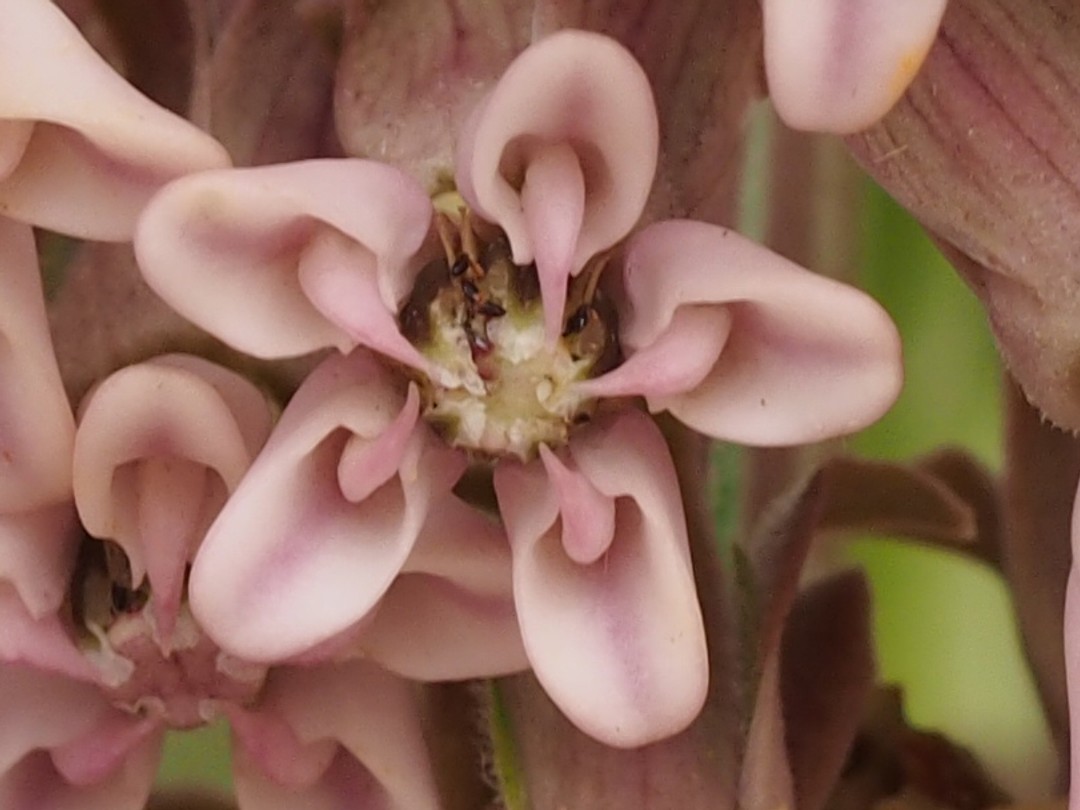 Individual flower