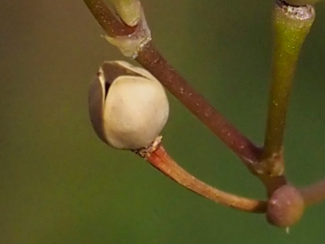 Ripe, open seed pod