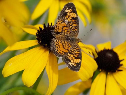 Pearl Crescent butterfly