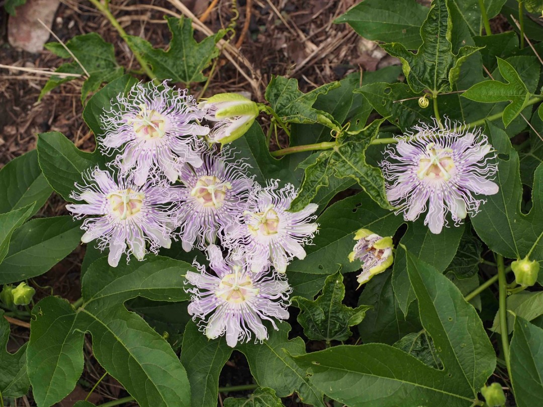 Blooming in Glade habitat