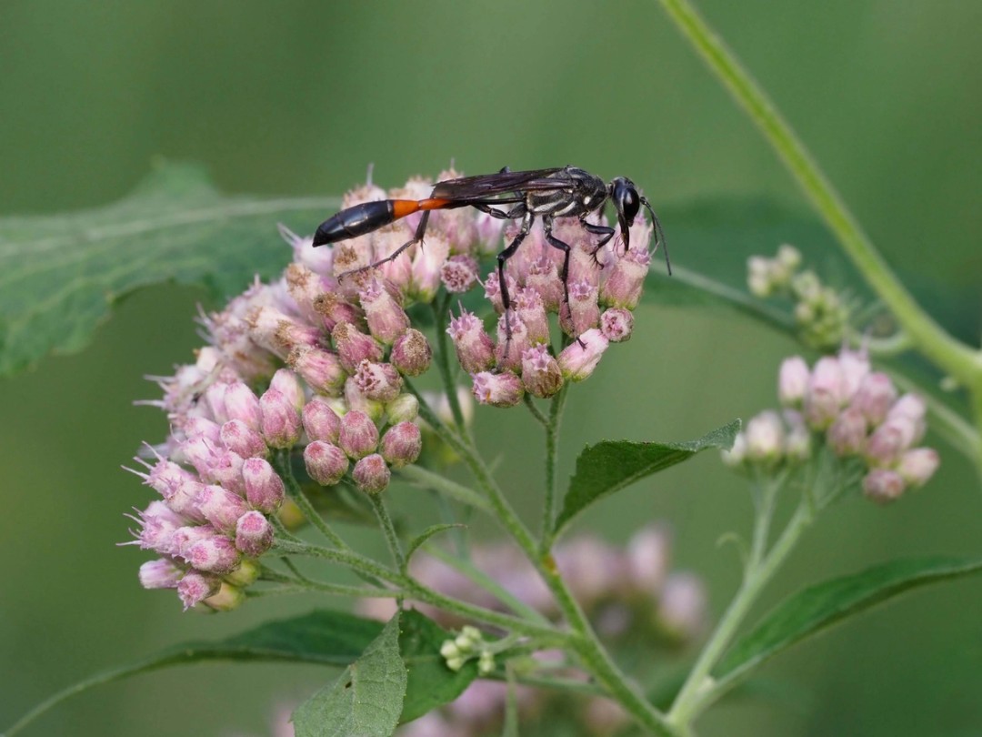 Ammophila wasp