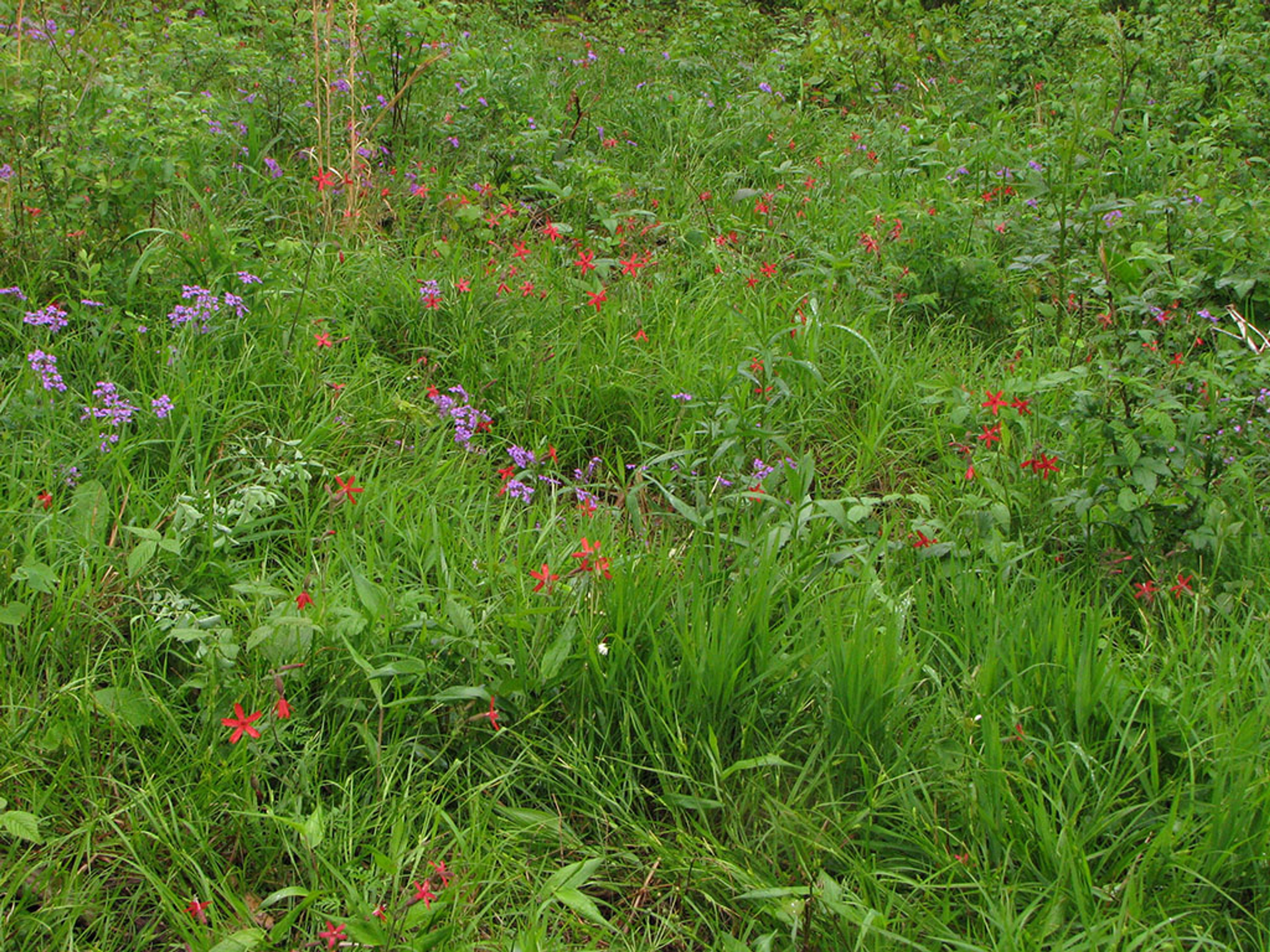 Glade, woodland edge habitat