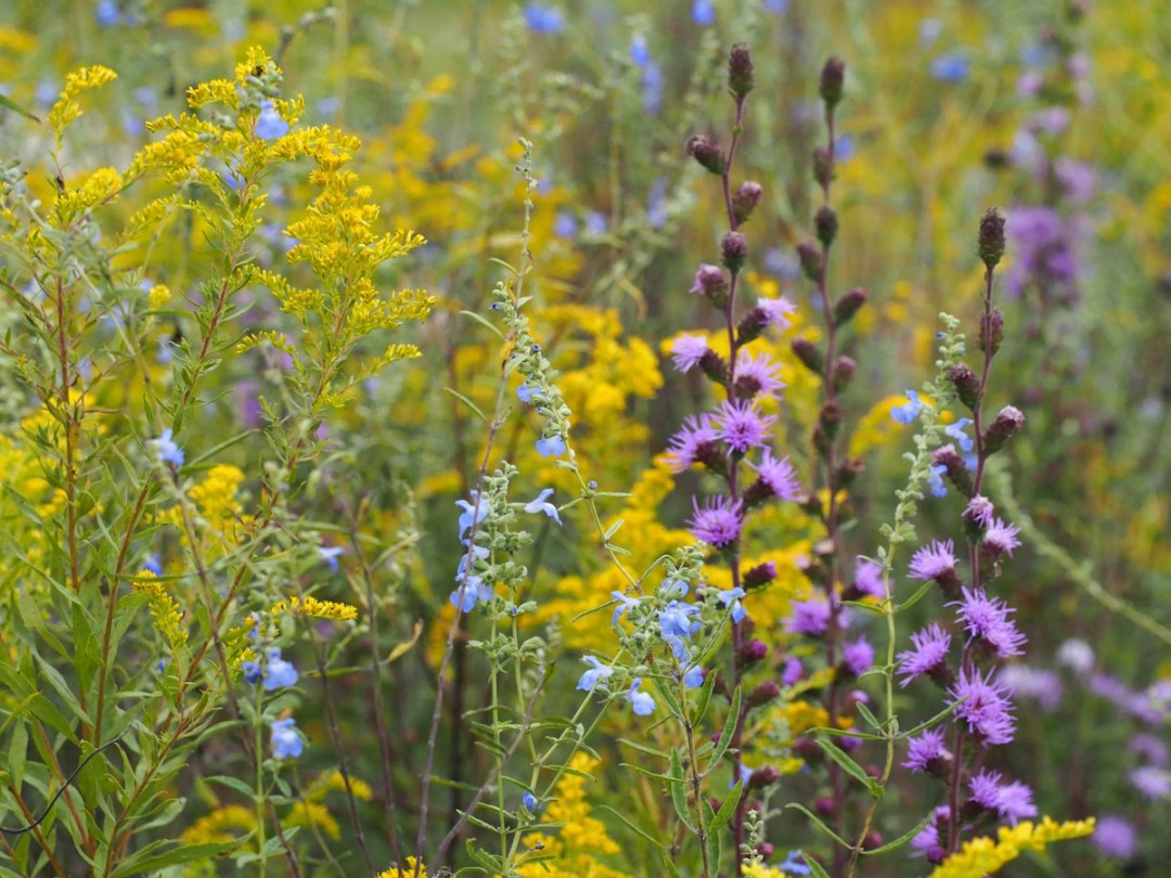 Salvia azurea, Solidago altissima
