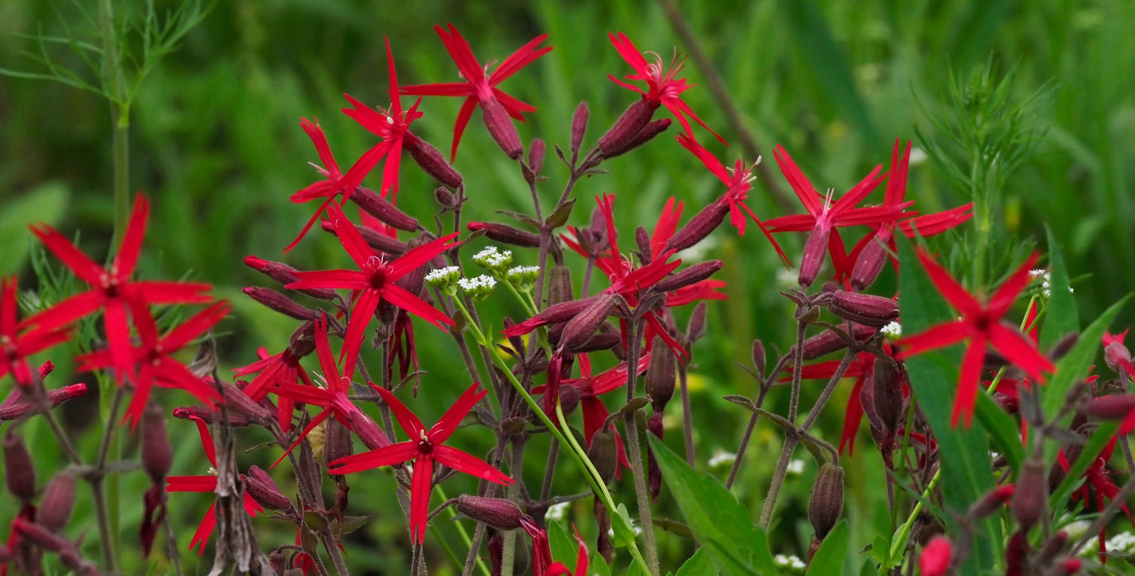 Spring at Ozarkedge, Harbinger of Spring wildflower blooming