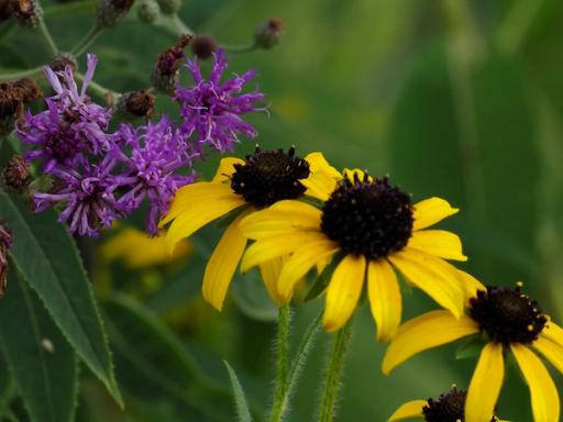 with Vernonia baldwinii