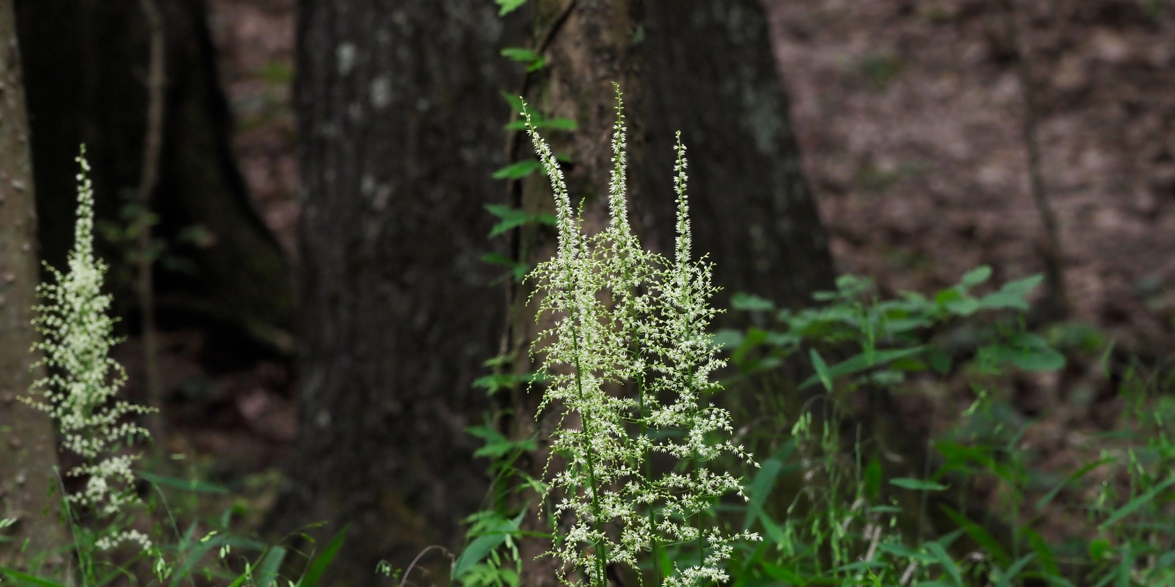Stenanthium gramineum
