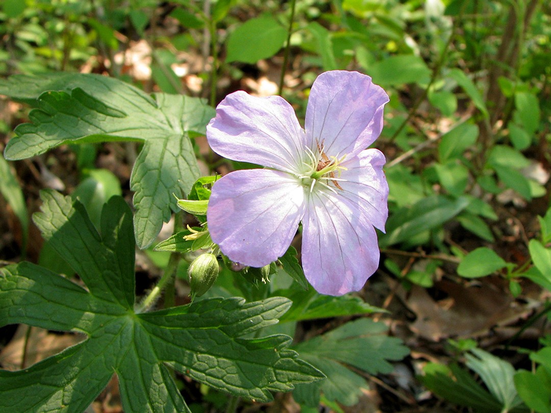 Stamens have droppled
