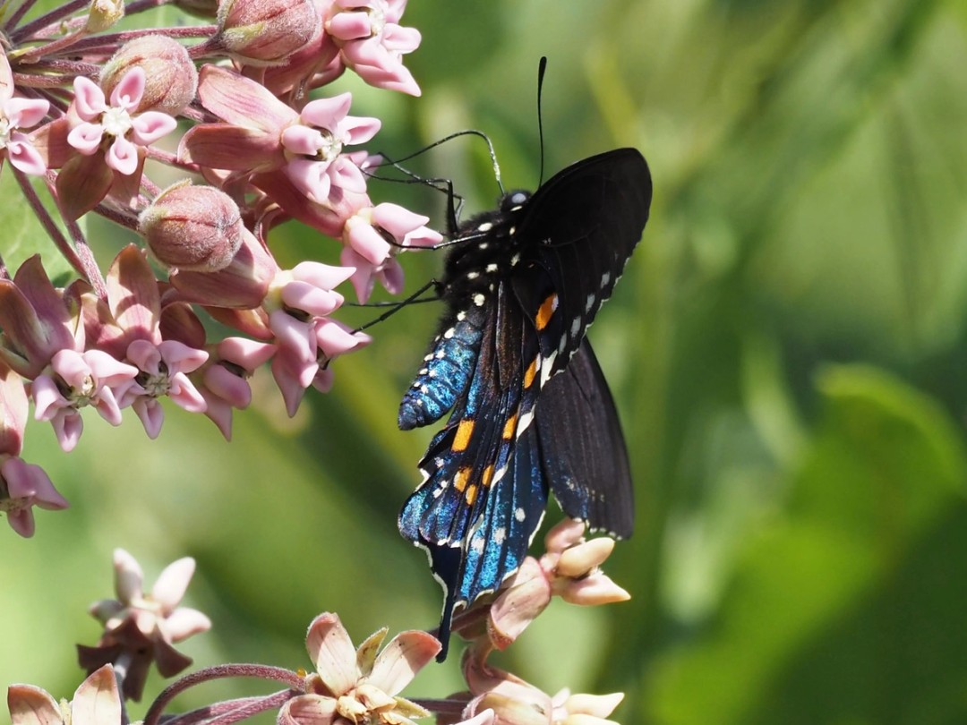 Pipevine swallowtail