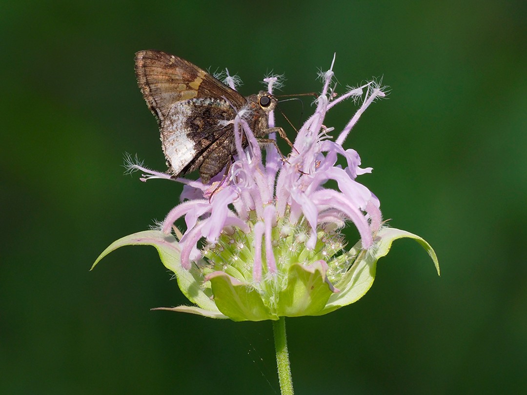 Hoary Edge Skipper