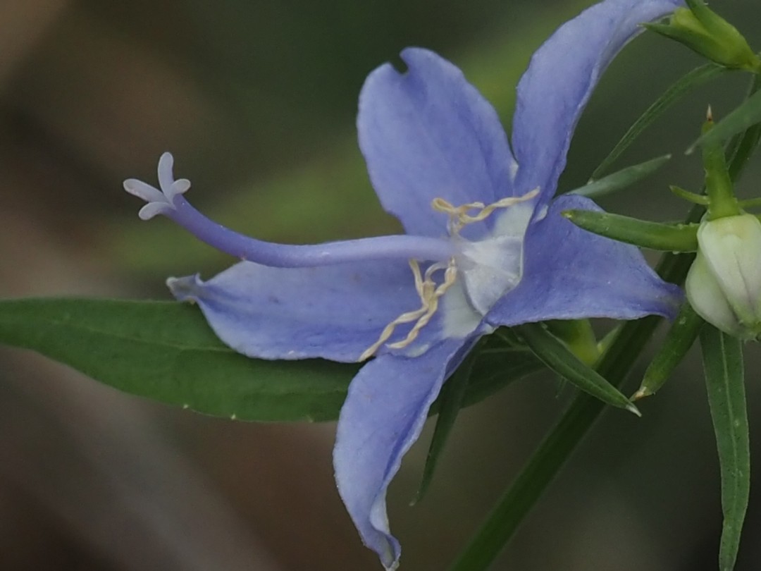 Divided style, gold colored stamens