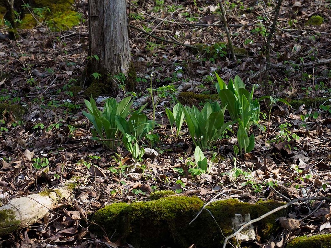 Rocky woodland habitat