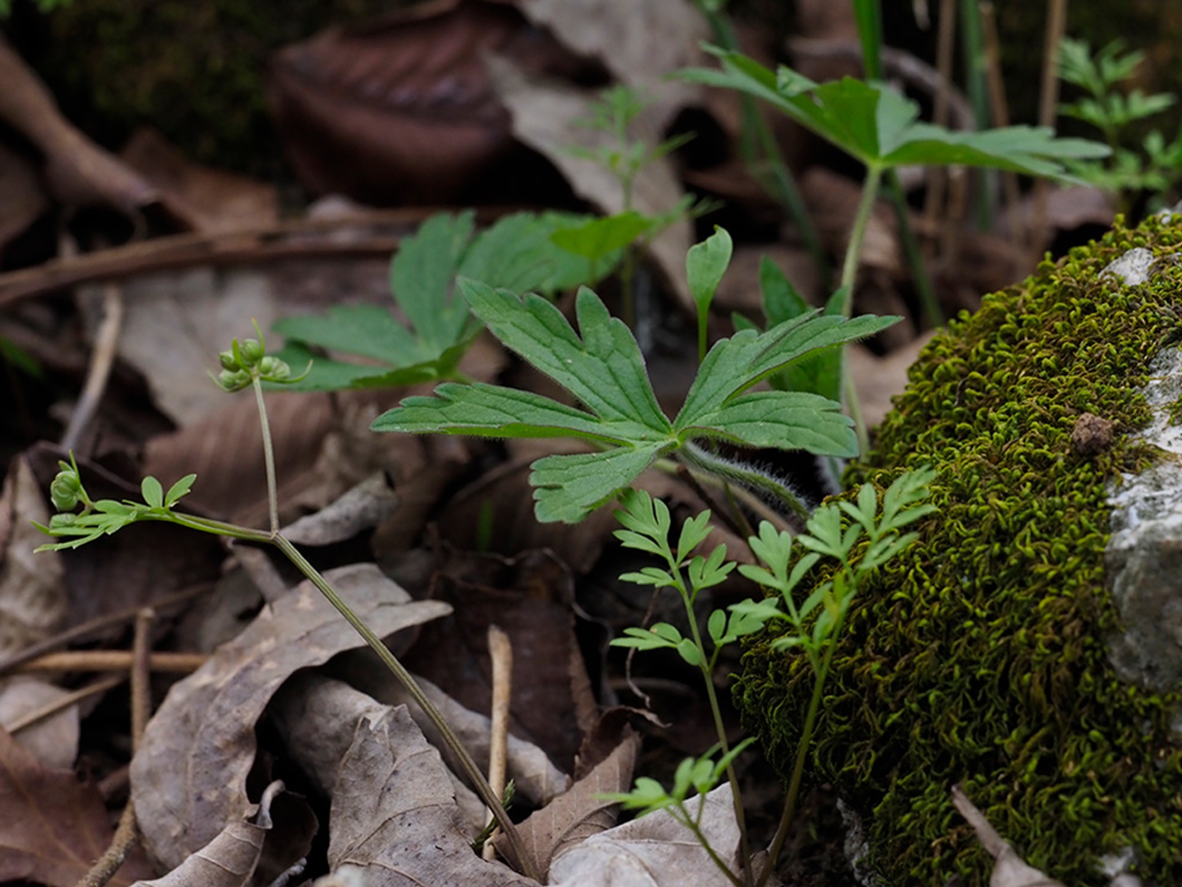 Leaves of Wild Geranium with Harbinger-of-Spring