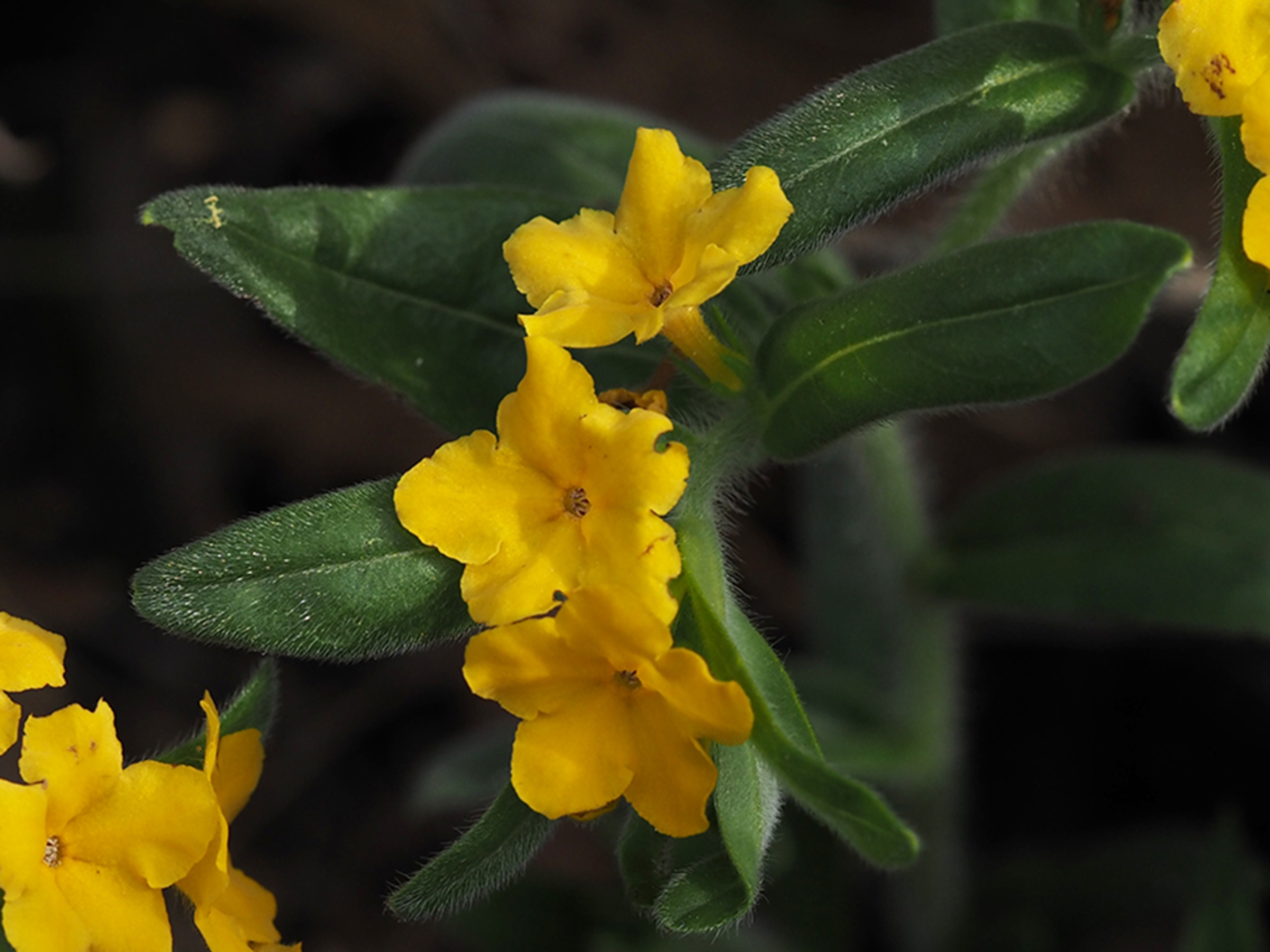 Lithospermum canescens