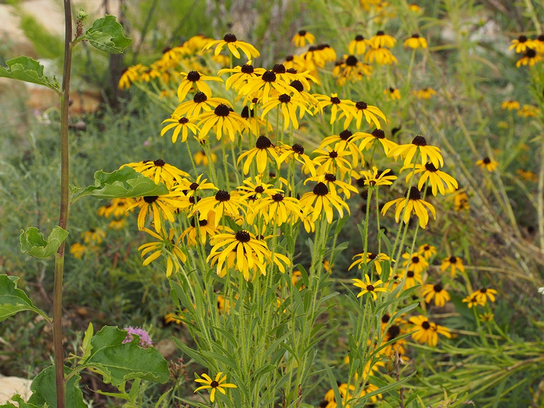 Missouri coneflower (Rudbeckia missouriensis)