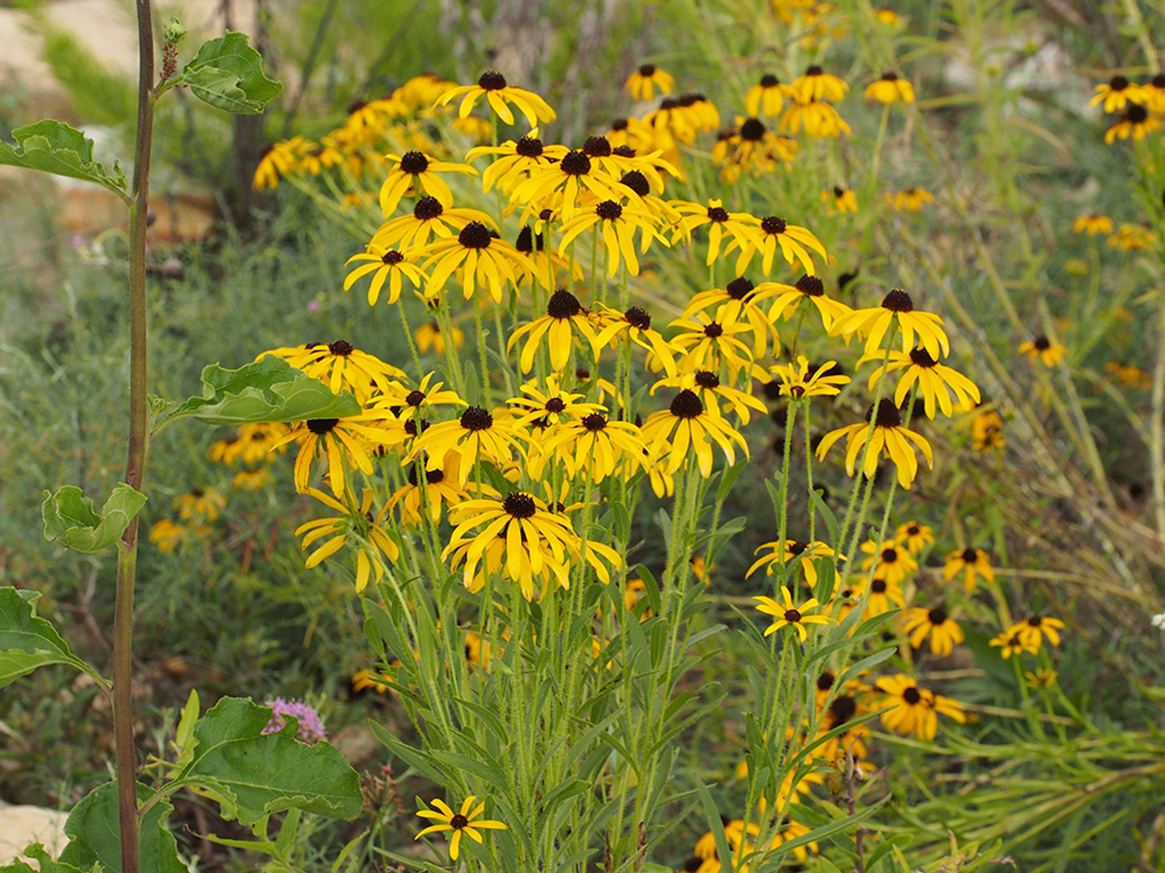 Rudbeckia missouriensis
