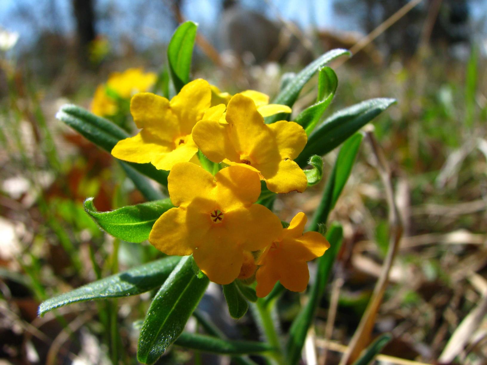 Thrum flower