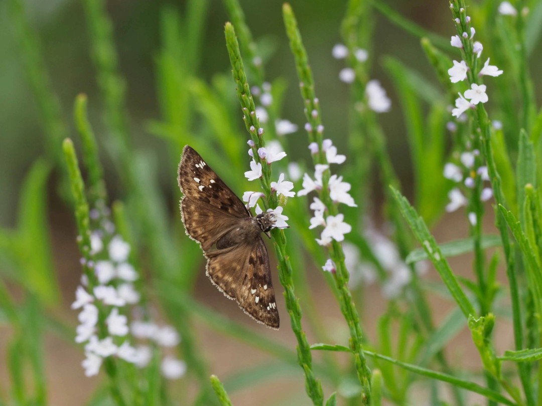 Juvenal's Duskywing