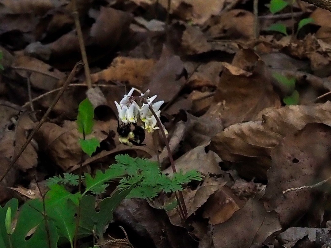 Bombus bimaculatus hanging upside down on flower