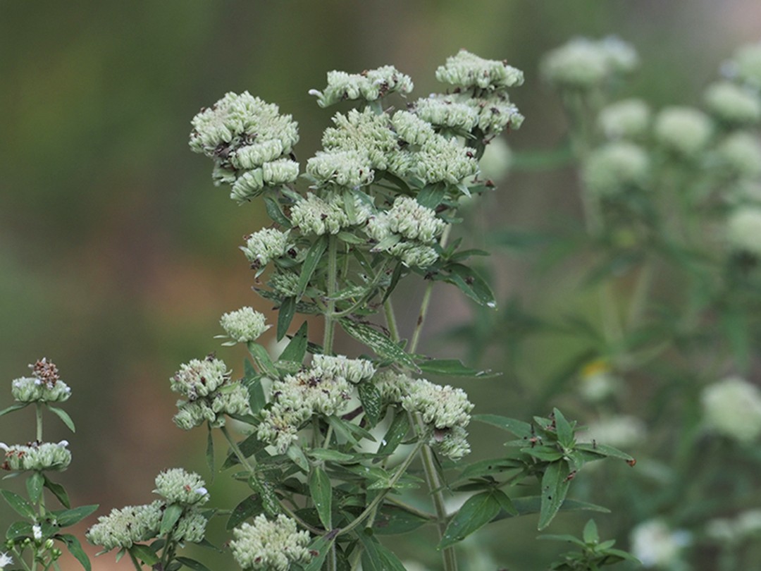 Fuzzy flowers of P. pilosum