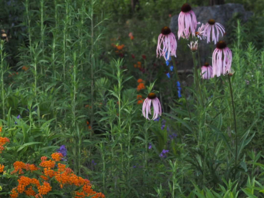 Glade coneflower