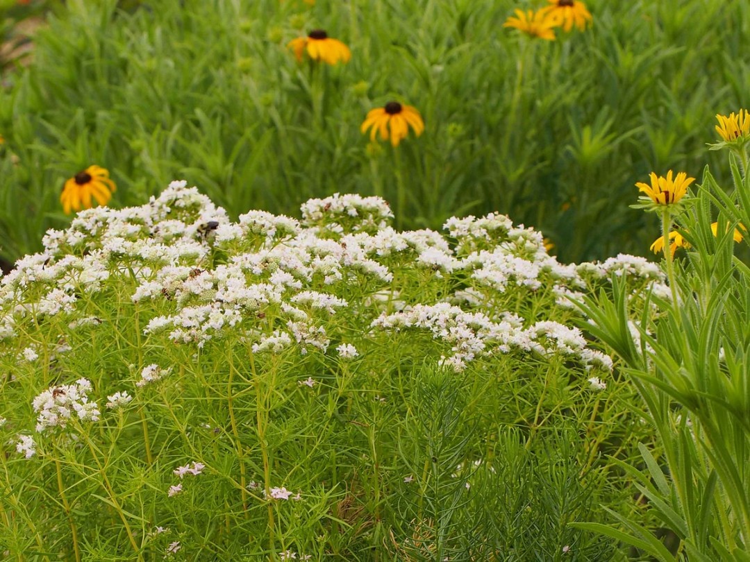 with Rudbeckia hirta