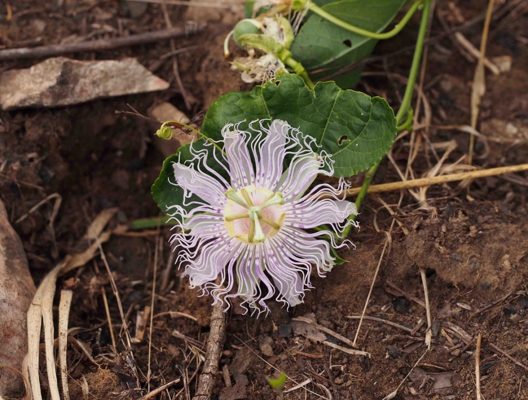 Vine trailing along ground