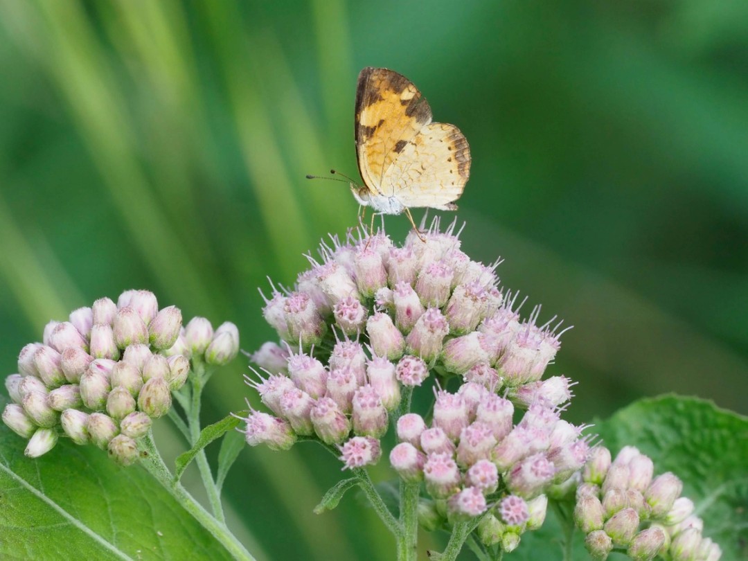 Pearl crescent