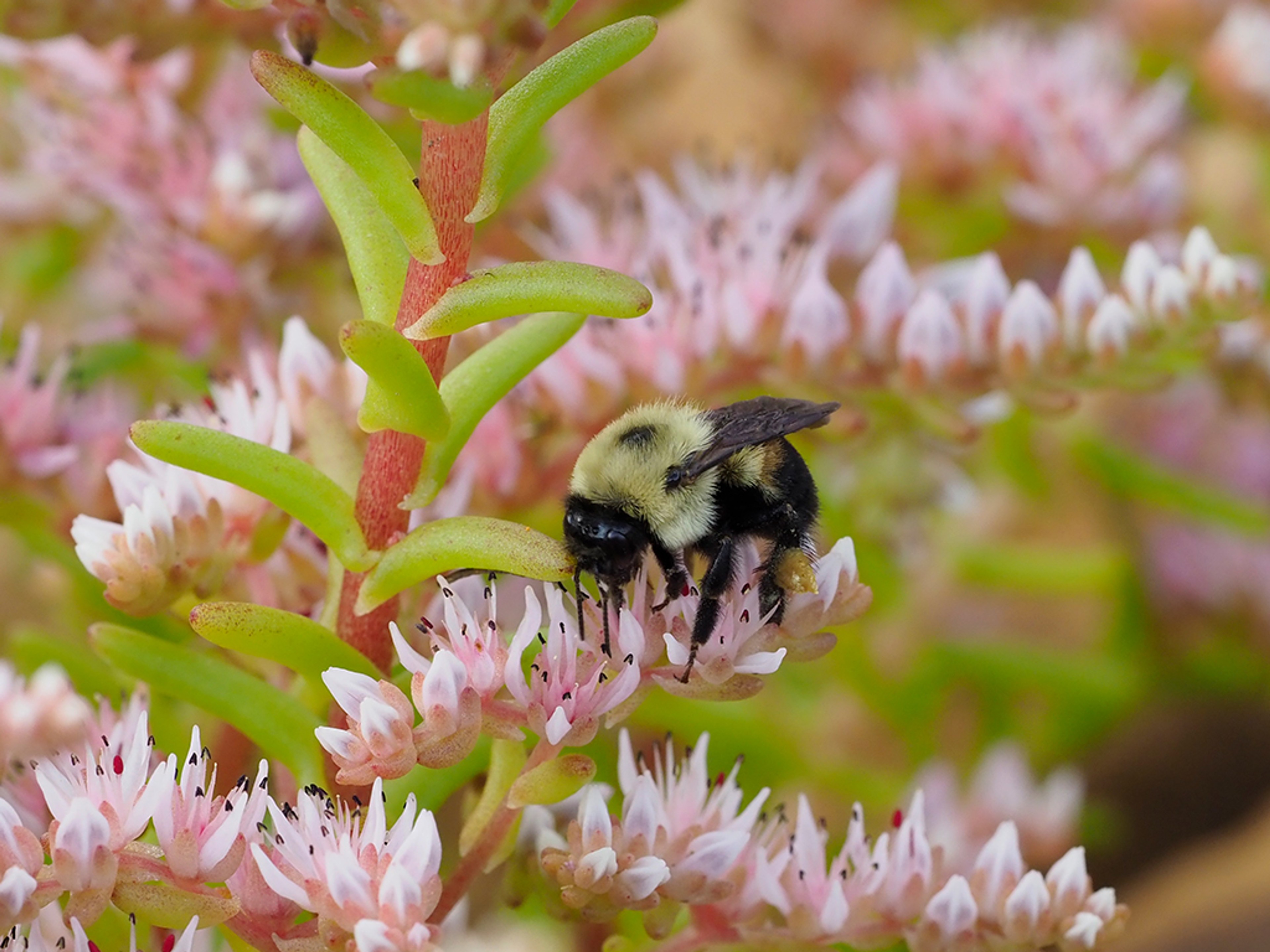 Brown-belted Bumble Bee nectaring on flowers of Sedum pulchellum
