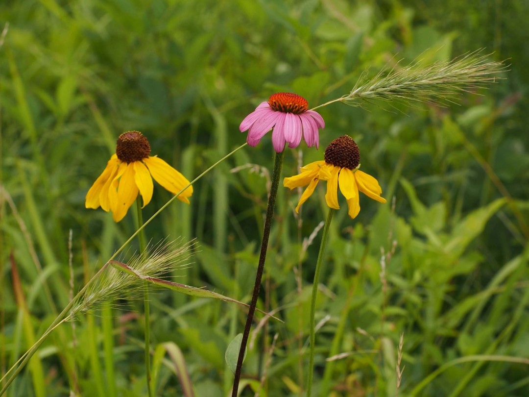 with Echinacea purpurea and Elymus canadensis