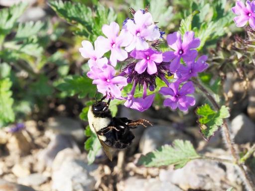 Common Eastern Bumblebee