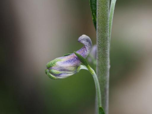 Colorful bud