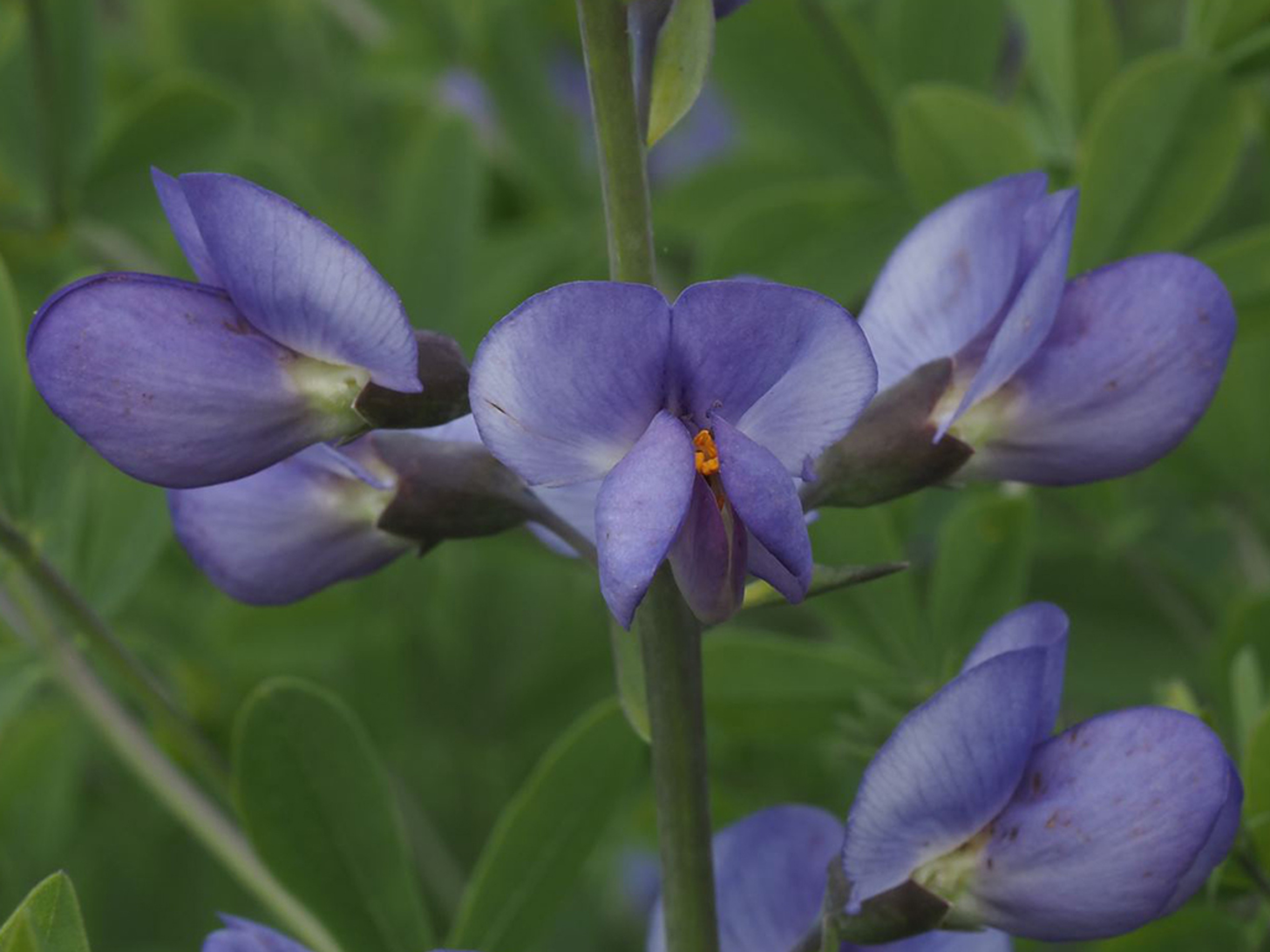 5 petals of Baptisa flowers slightly open revealing stamens with orange pollen