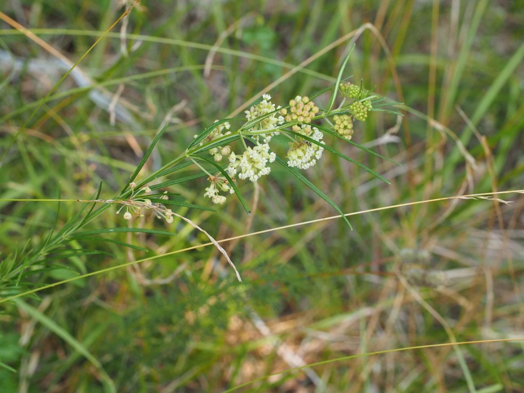 Grassland habitat