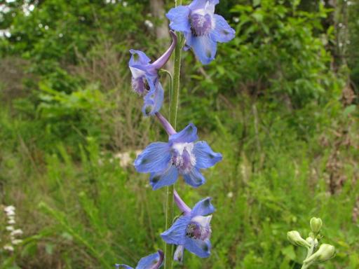 Pale blue flowers, light purple spurs and white hood