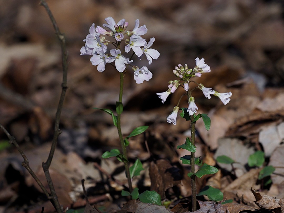 Soft pink flowers
