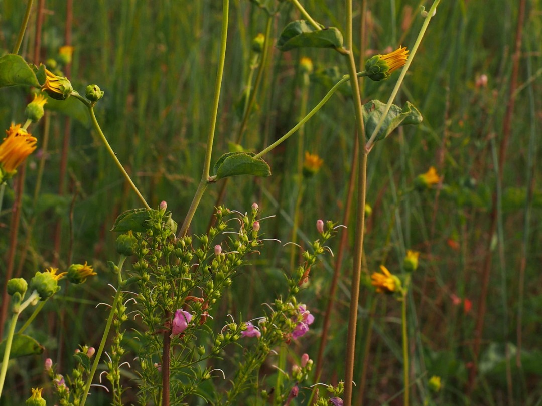 with Lespedeza virginica