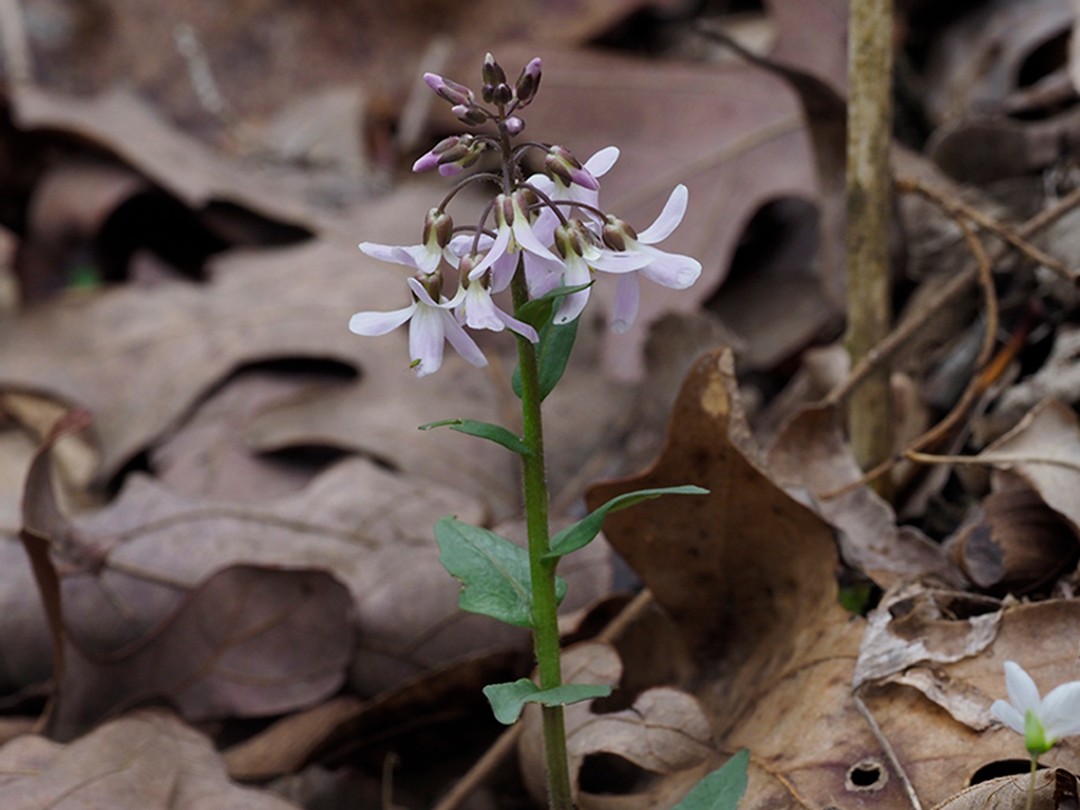 Cardamine douglassii