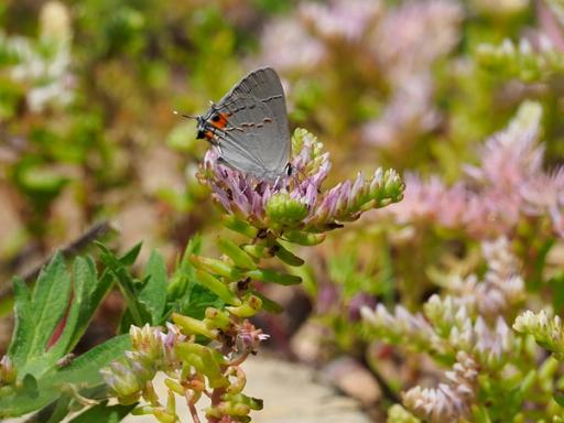 Gray Hairstreak butterfly nectaring on Sedum pulchellum