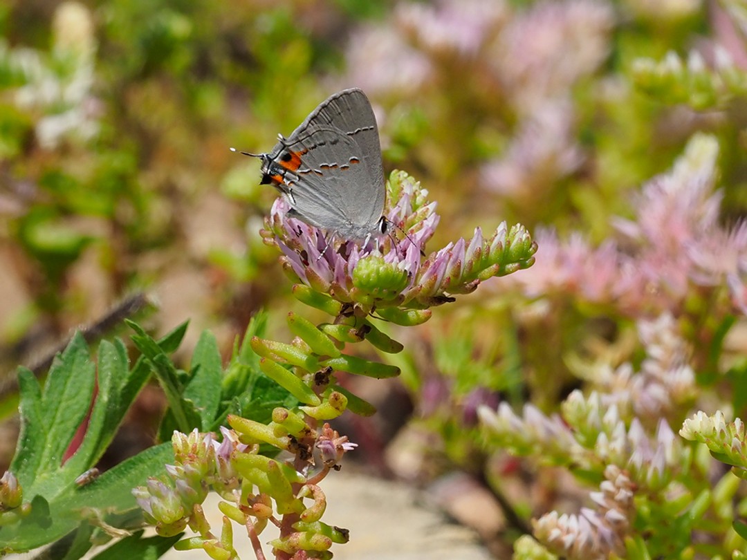 Gray Hairstreak butterfly nectaring on Sedum pulchellum