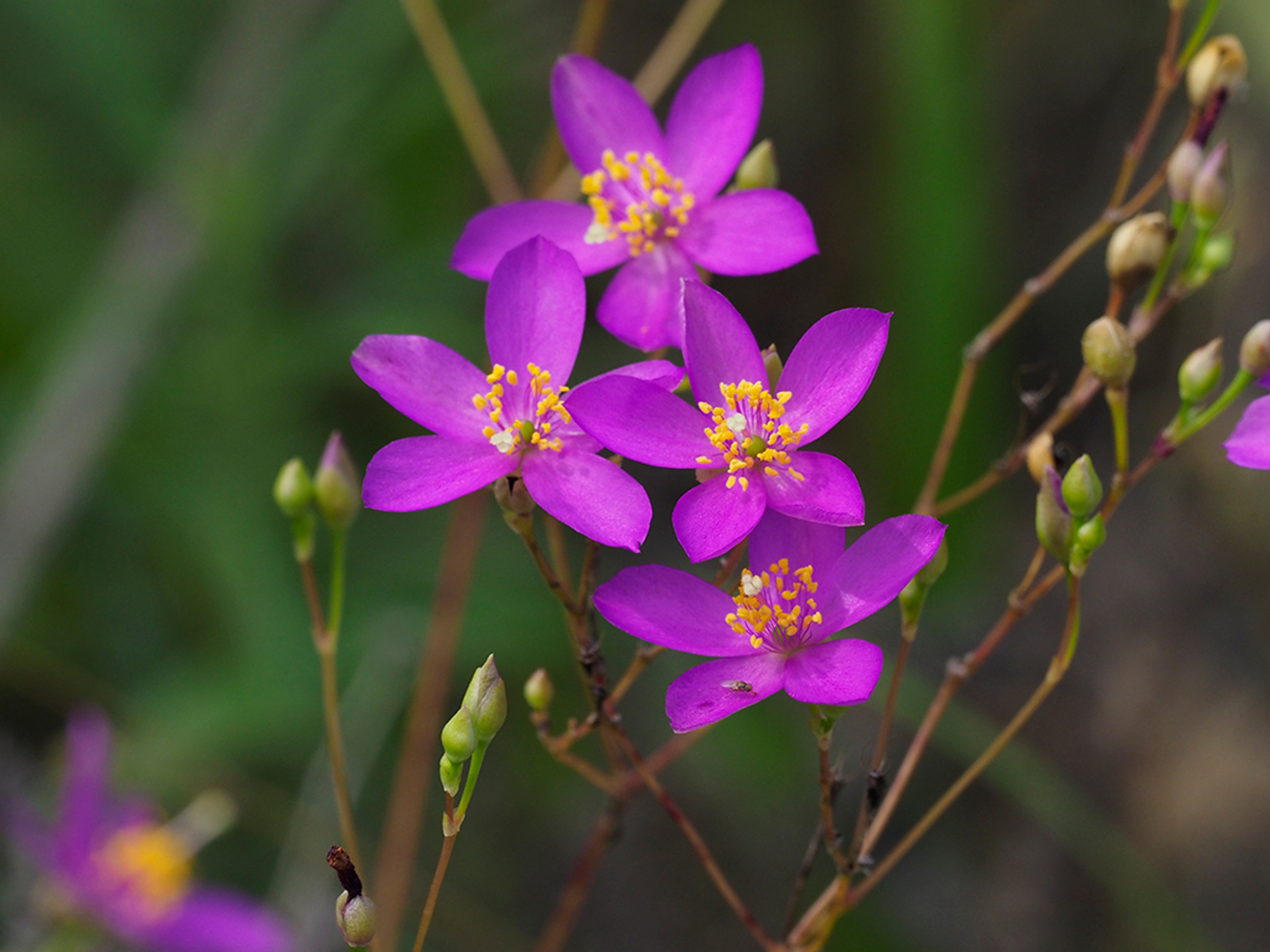Phemeranthus calycinus