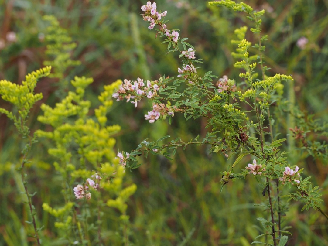 With Solidago species