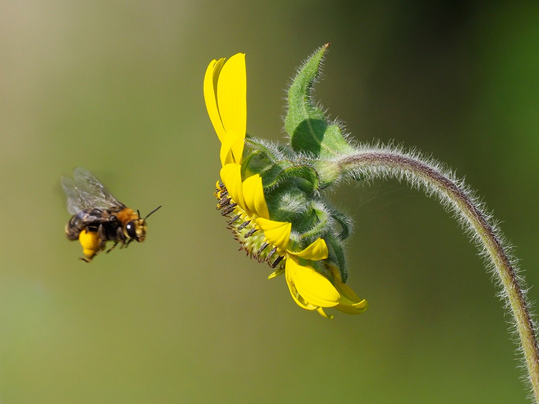 Oblique Longhorn bee 