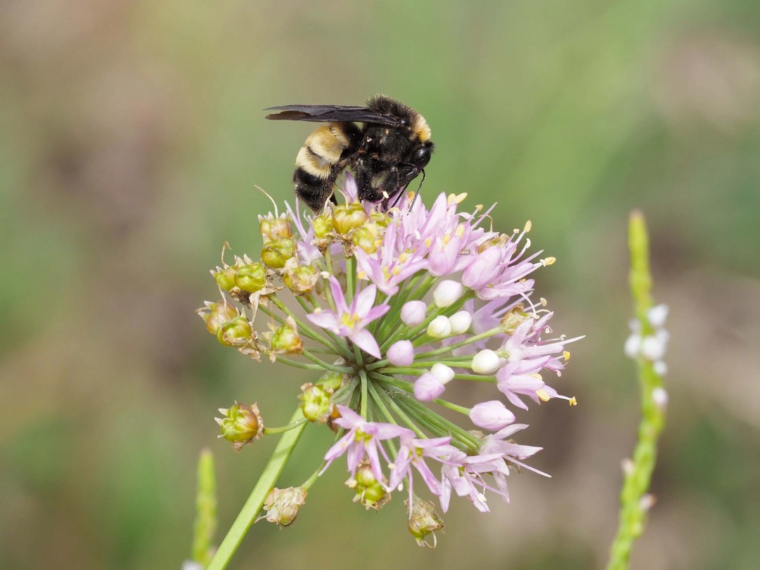 American bumble bee (female)