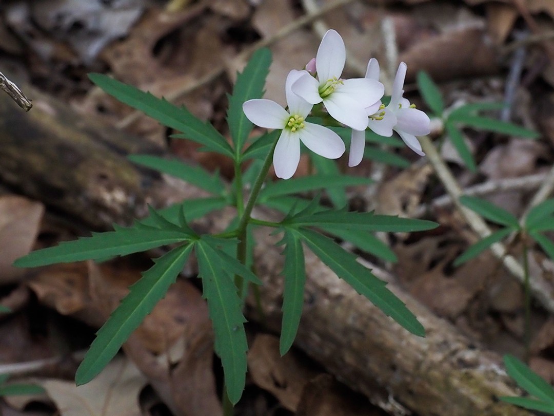 Cardamine concatanta