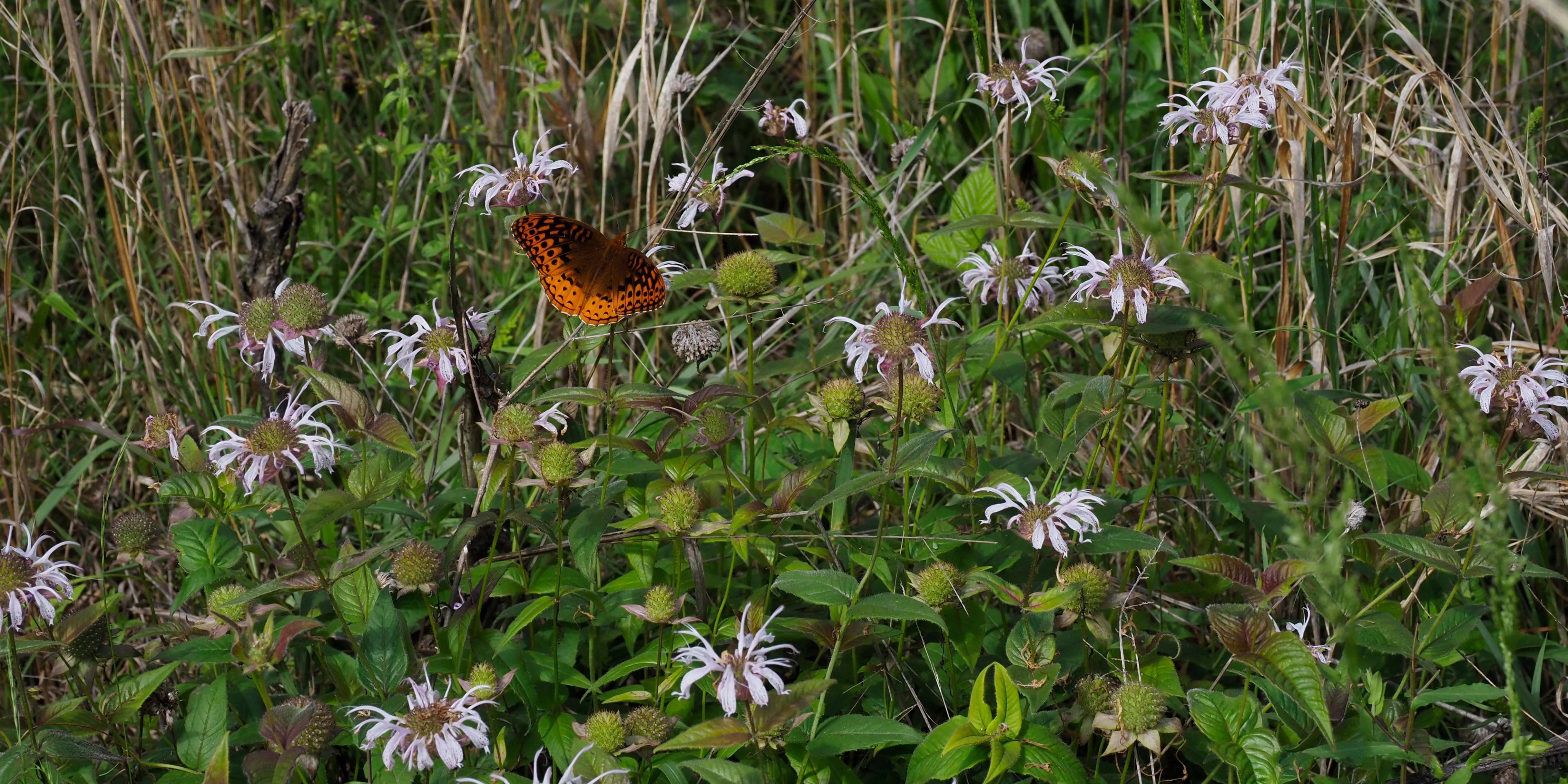 Butterfly and Beel balm